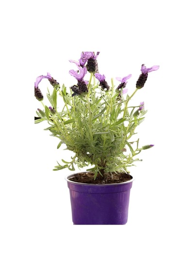 Kokulu Aromatik Bitki Seti Lavanta-biberiye-kekik Saksılı 3adet 10-20cm İç-dış Mekan Bitkisi