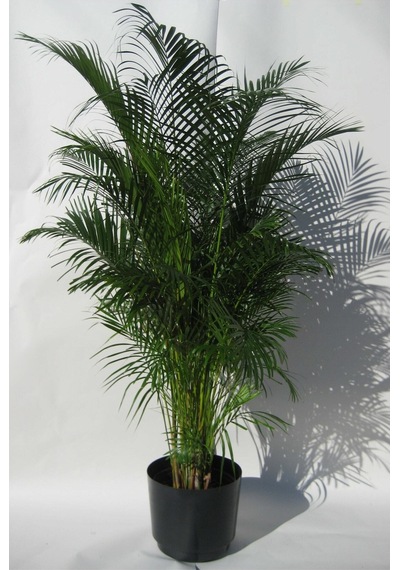 Nura Botanik Areka Palmiyesi - Areca Palm 80 Cm Canlı