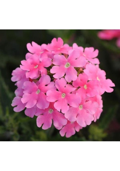 Pembe Mine Çiçeği F1 Tohumu 20 Tohum 58906173