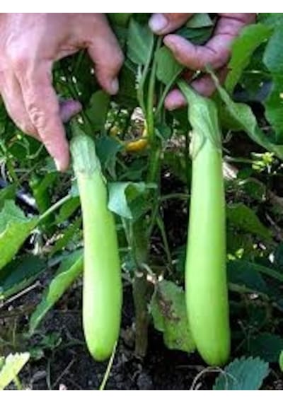 Eko Paket 25 Tohum Nadir Endonezya Yeşil Kemer Patlıcan Tohumu