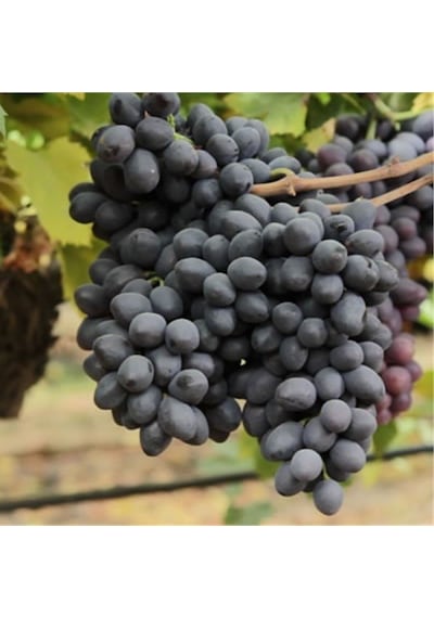 Tüplü Grenache Üzüm Fidanı Nadir Çeşit
