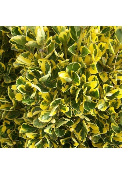 Altuni Gold Taflan Fidanı Tüplü