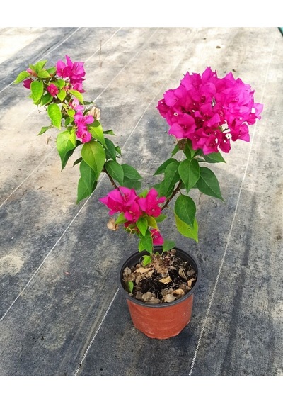 Bodur Begonvil Fuşya Renk 40-50cm Saksılı Diğer