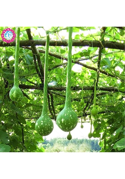 Nadir Uzun Su Kabağı Tohumu Ekim Seti 3 Tohum + Saksı+Toprak+