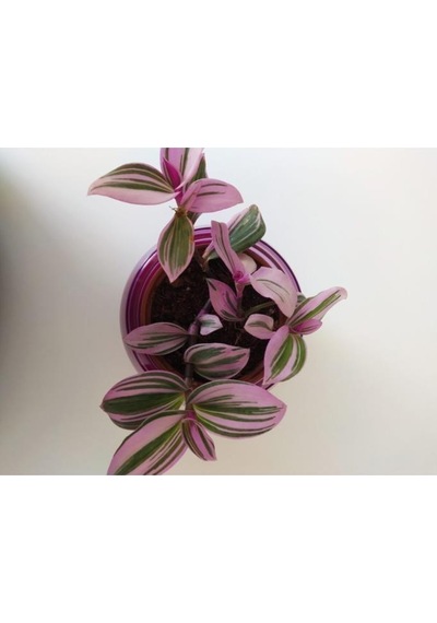 Pembe Telgraf Çiçeği Nanouk Telgraf Çiçeği Tradescantia Nanouk