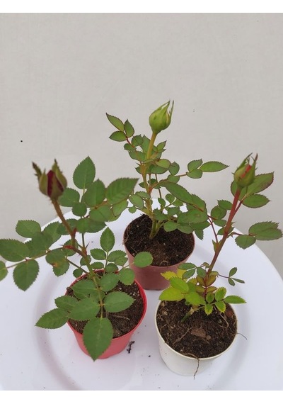 3' Lü Mini Gül Fidesi Karışık Renk 15-20cm Saksılı Mix Rose