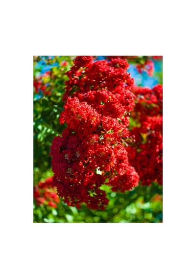 Kırmızı Çiçekli Oya Ağacı Fidanı 30-50 Cm
