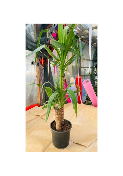 Yucca Çiçeği Canlı Bitki