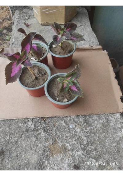 Yaprak Güzeli Çiceği Fidanı 10-20 Cm