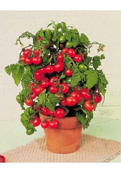 Cherry Saksılık Domates Tohumu 10 Adet Tohum