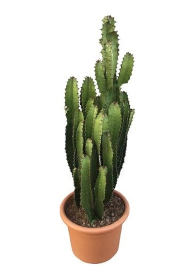 Büyük Boy Euphorbia Acrurensis