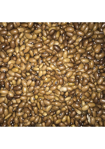 Yerli Sarıkız Erken Oturak Fasulye Tohumu 100 GR