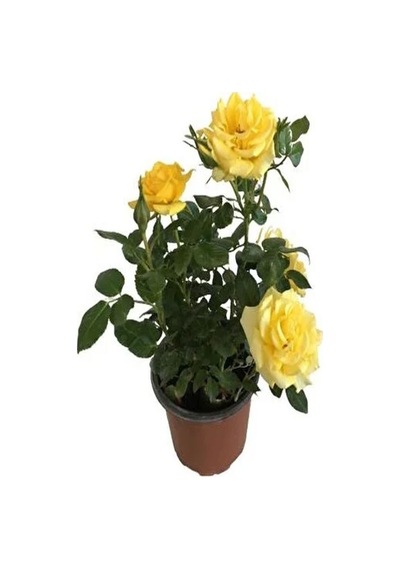 Videolu Sarı Renkli 1 Adet Bulgar Gülü Çiçeği Fidanı 30-60cm Saksılı Bulgarian Rose Sapling