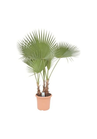 Washingtonia Robusta Palmiye Ağacı Tohumu Ekim Seti 3 Tohum Saksı Toprak Kombin