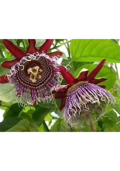 Nadir İthal Passiflora Tohumu 3 Adet Tohum Quadrangularis Pasiflora Tohumu
