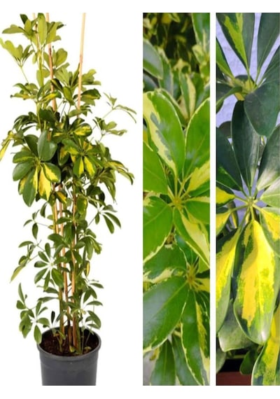 Videolu Çift Dal Alacalı Şeflera Çiçeği 45-90 Cm Saksılı Iç Mekan Bitkileri Schefflera