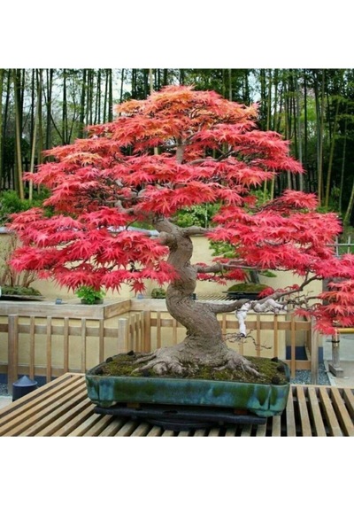 Ithal Acer Rubrum Bonzai Ağacı Tohumu Ekim Seti