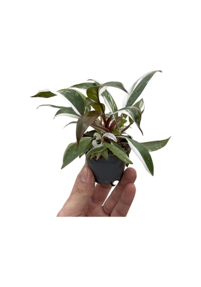 Philodendron 'red Anderson'