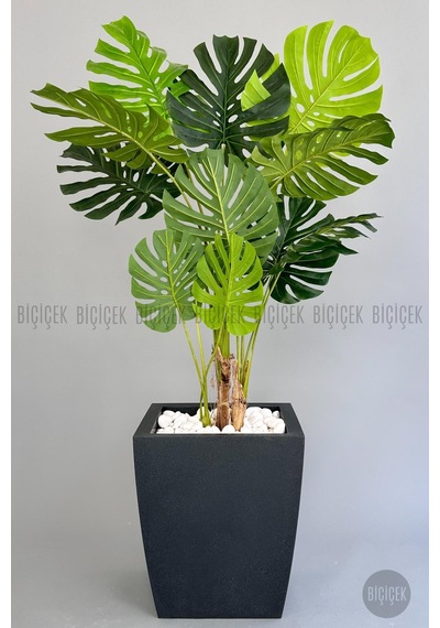 Yapay Monstera Ağacı Deve Tabani 180 Cm Antresi T Kemer Saksıda Antresit