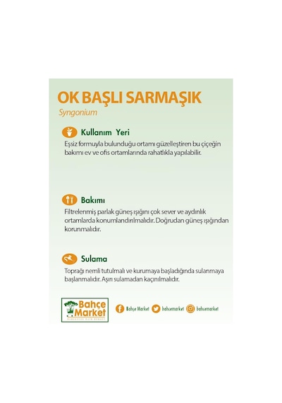 Syngonium - Ok Başı Sarmaşığı Askılı 20 30 Cm Yeşil