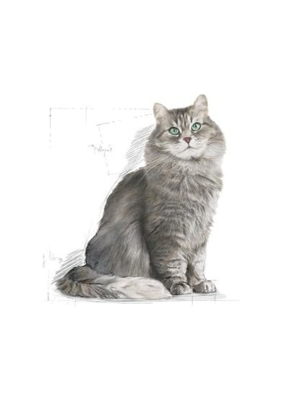 Royal Canin-sensible 33 Kuru Kedi Sı 2 Kg