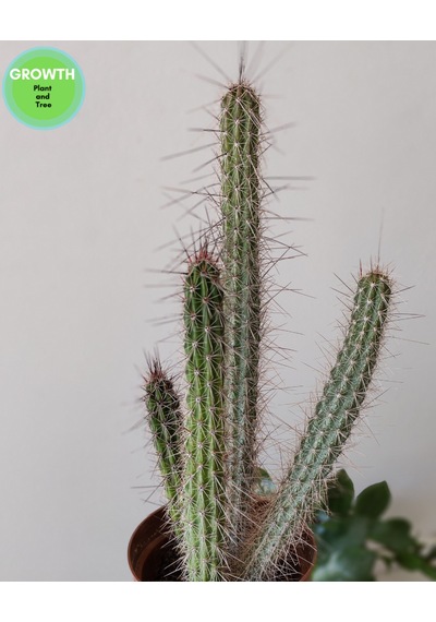 Peniocereus Serpentinus Kaktüs 1 Adet