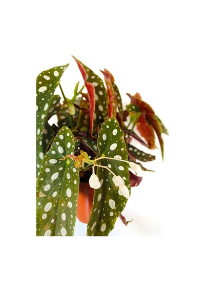 Thebestonline Begonia Maculata / Çilli Begonya