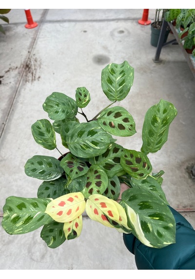 Maranta Leuconeura Kerchoveana 'variegata'