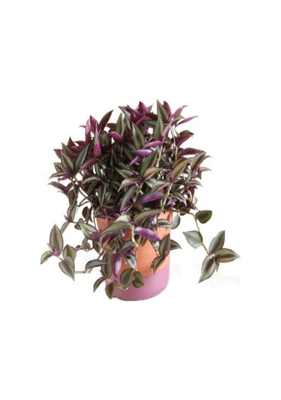 Videolu 1 Adet Telgraf Çiçeği Kara Sevda Bitkisi 25-40cm Saksılı Black Love Sapling
