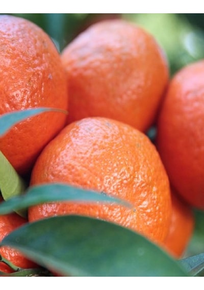 2 Adet Tüplü İri Meyveli Mandalina Fidanı