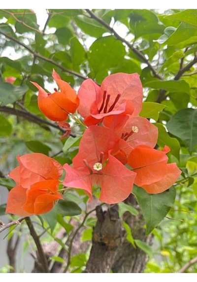 Turuncu Renkli 1 Adet Sarıcılı Begonvil Çiçeği Fidanı 80-120cm Saksılı Bougainvillea