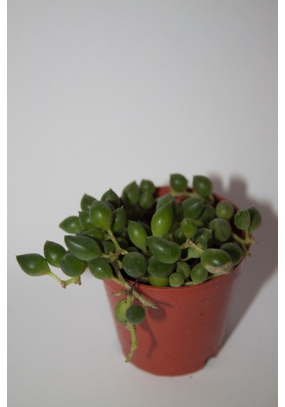 Tesbih Çiçeği Sukulent Senecio Tekli 5.5 Cm Saksıda