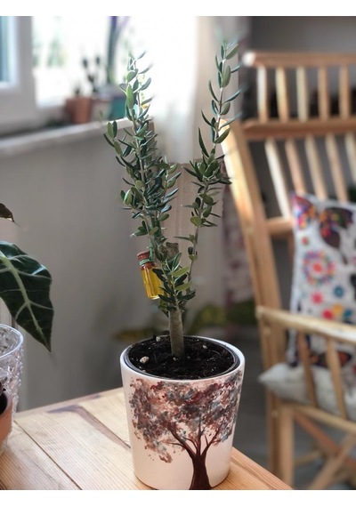 Midi Zeytin Ağacı - 25Cm