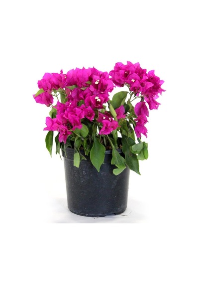 Begonvil Fidanı Mor 25 Cm Çiçek