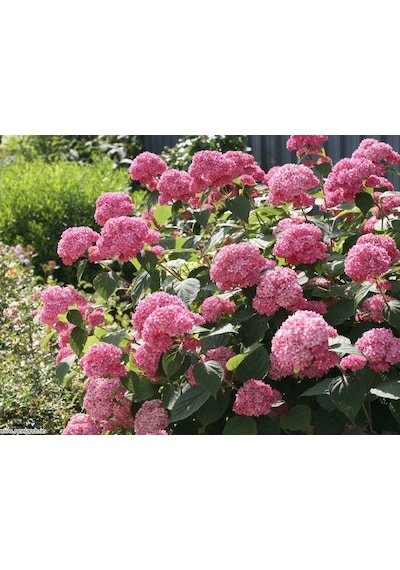 Ortanca Fidanı 3 Adet - Saksılı 20-40 Cm