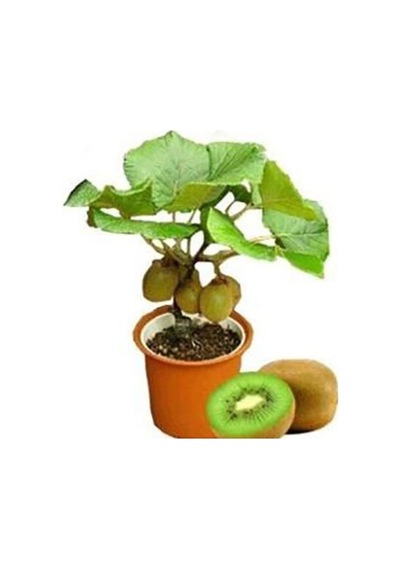 Bodur Bonsai Kivi Ağacı Tohumu Yetiştirme Kiti