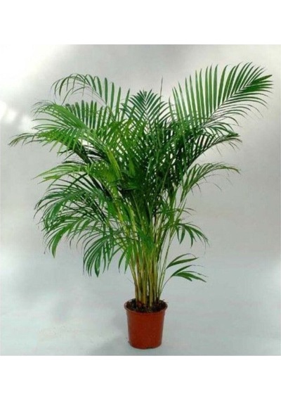 Areka Palmiyesi 100 -120cm Areka-palmiyesi 4-5 Litrelik Saksıda Iç Mekan Bitkisi