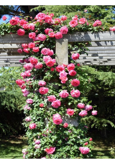 Pembe Sarmaşik Çardak Gülü 70 120 Cm 1 Adet Saksılı Dış Mekan Sarmaşık Wisteria