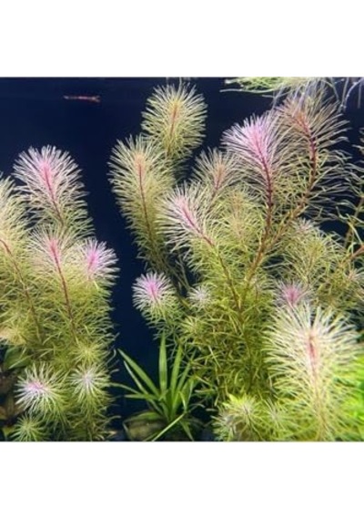 Rotala Bossi Saksı Canlı Bitki