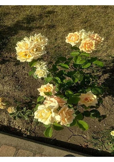 Yediveren Kokulu Açık Sarı 40 60 Cm Tüplü/ Saksılı Aşılı Gül Yellow Rose