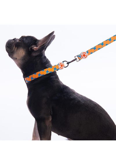 Citrus Narenciye Desenli Köpek Boyun Tasması Ayarlanabilir Köpek Tasması S Turkuaz