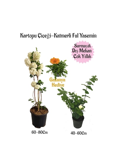 Kartopu Çiçeği 1 Adet+katmerli Ful Yasemin1 Adet+sarı Gazanya Hediyeli Saksılı Bahçe Seti