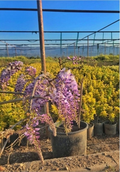 Videolu Mor Salkım Çiçeği Sarmaşık 1 Adet Saksılı/ Tüplü 40-60 Cm Wisteria Sinensis