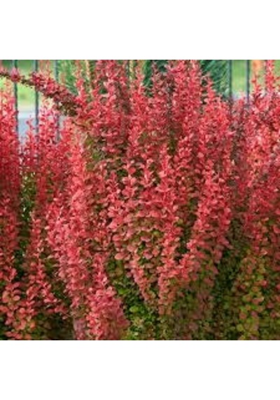 Fidanistanbul Berberis Thunbergii Orange Rocket. Saksıda
