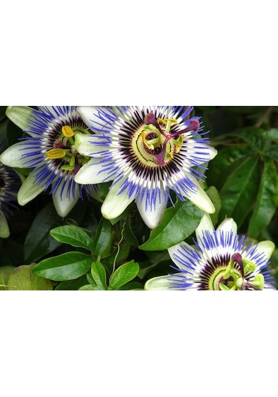 Tüplü Mavi Çiçekli Kokulu Passiflora Ağacı  Fidanı