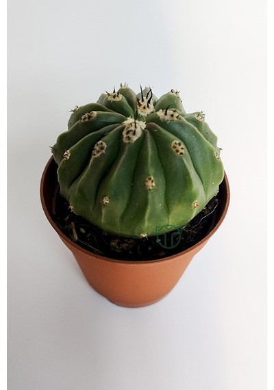 Melocactus Maxonii Inermis Şapkali Özel Tür Koleksiyon Kaktüs 5.5