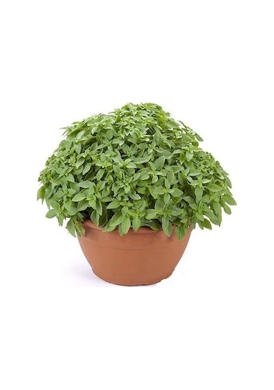 Eko Paket Top Reyhan Çiçeği Tohumu Fesleğen Tohumu 80 Tohum+