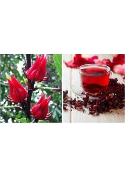 Ithal Hibiscus Tohumu Ekim Seti