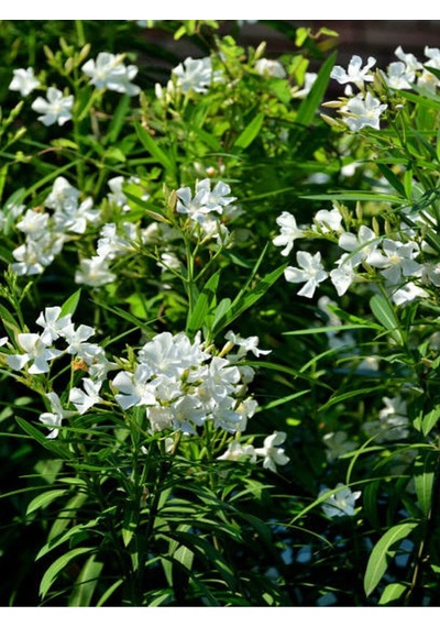 Beyaz Zakkum Bitkisi 1 Adet Saksılı/ Tüplü 30-60 Cm White Oleander