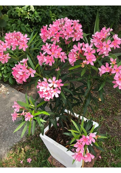 Videolu Pembe Zakkum Çiçeği 50 70 Cm 1 Adet Saksılı Çiçekli Bahçe / Balkon Bitkisi Nerium Oleander